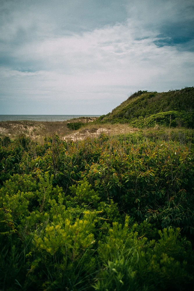 Cape Henlopen State Park near Lewes, Delaware