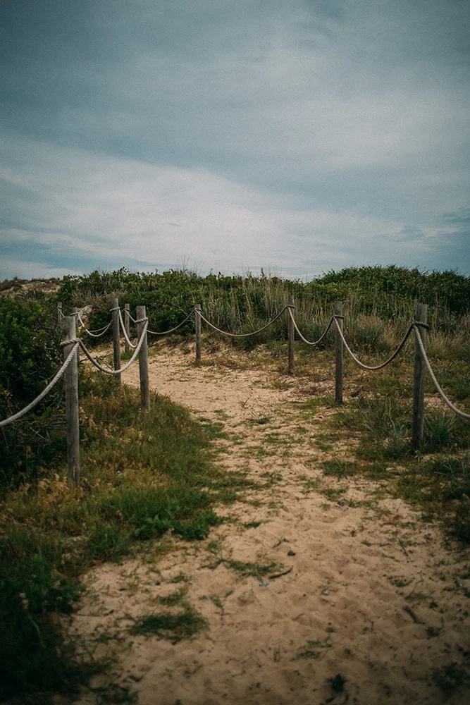 Pine forest meeting the sand at Cape Henlopen State Park