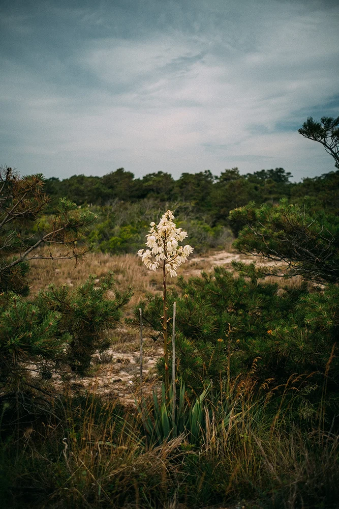 Coastal dunes at Cape Henlopen State Park, Delaware