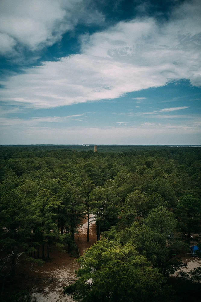 Walking trail through the pines at Cape Henlopen State Park