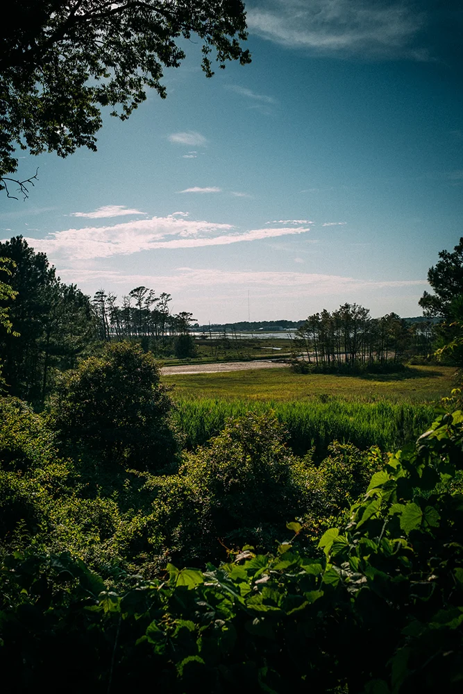 Chincoteague National Wildlife Refuge, Virginia, the wild pony park